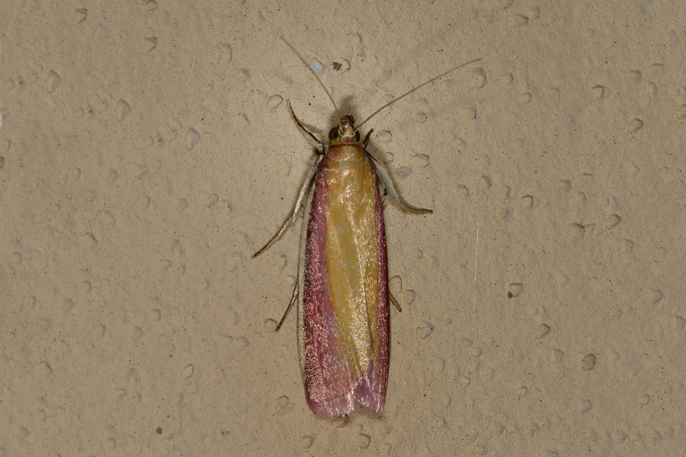 Oncocera semirubella? S